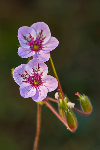 Natural and wild flowers - Erodium. — Stock Photo, Image