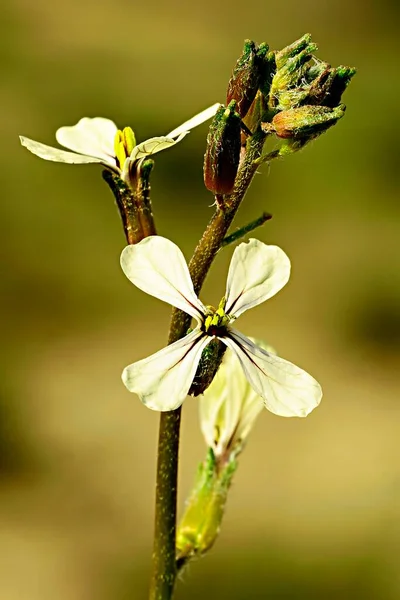 Fiori naturali e selvatici - Eruca vesicaria. — Foto Stock