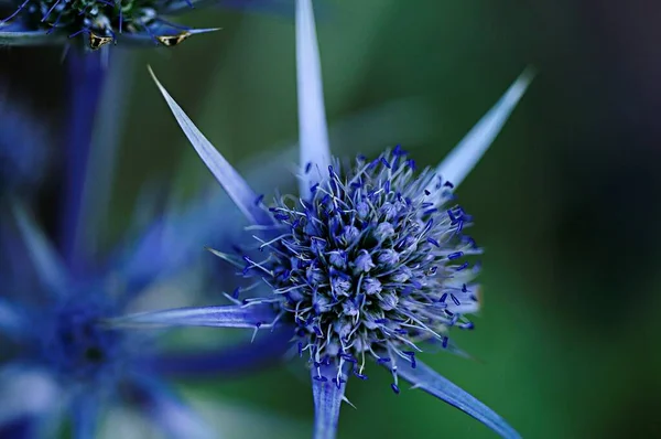 Přírodní a divoké květiny - Eryngium bourgatii nebo ledovec. — Stock fotografie