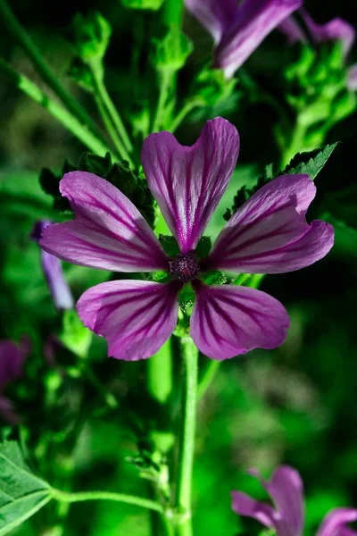 Natuurlijke en wilde bloemen - Malva. — Stockfoto