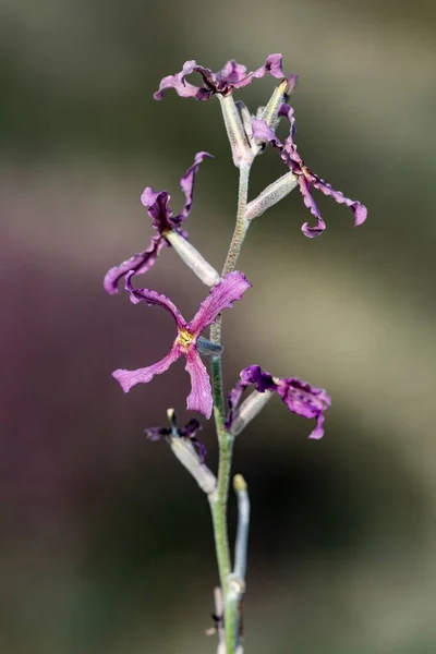 Naturalne i dzikie kwiaty - Matthiola fruticulosa. — Zdjęcie stockowe