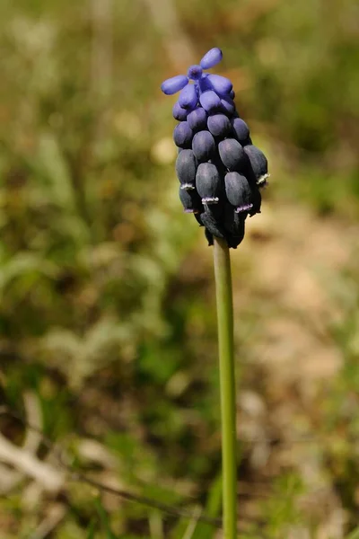 Naturalne i dzikie kwiaty - Muscari neglectum. — Zdjęcie stockowe