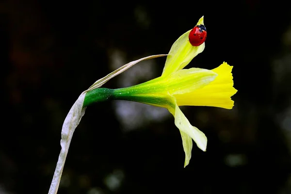 水仙花- -产于金银花科.黄花. — 图库照片