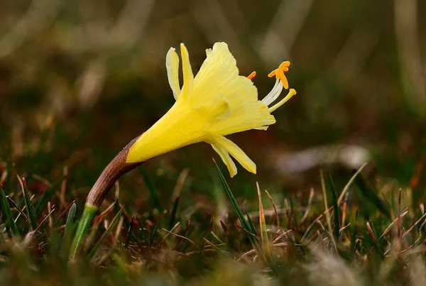 Narcyz nevadensis z rodziny Amaryllidaceae. Żółty kwiat. — Zdjęcie stockowe