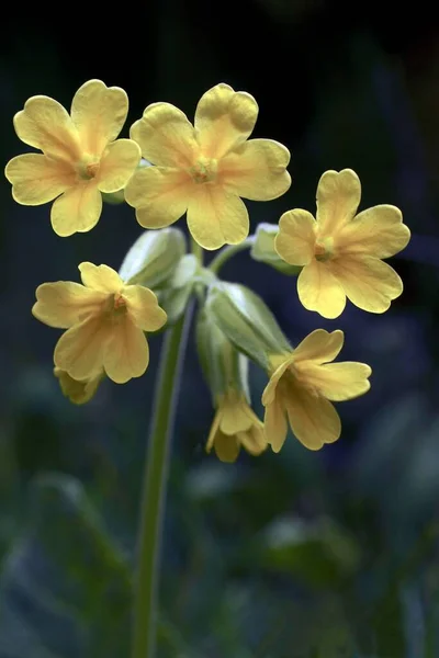 自然と野生の花-春のプリムラ. — ストック写真