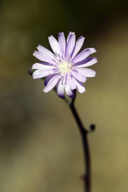 Flores naturales y silvestres - Cichorium intybus.