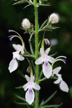 Flores naturales y silvestres - Teucrium pseudochamaepit.