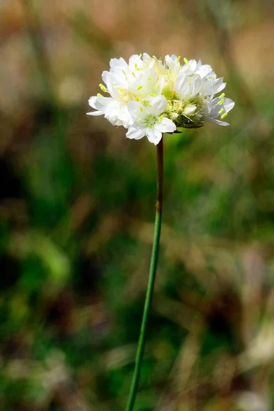 Naturalne i dzikie kwiaty - Allium ursinum lub dziki czosnek — Zdjęcie stockowe