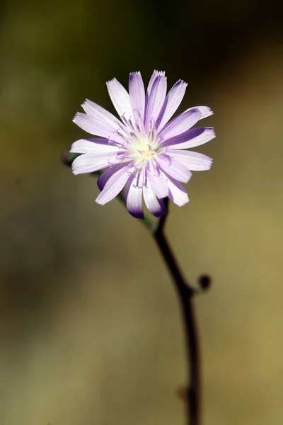 Flores naturales y silvestres - Cichorium intybus. — Foto Stock