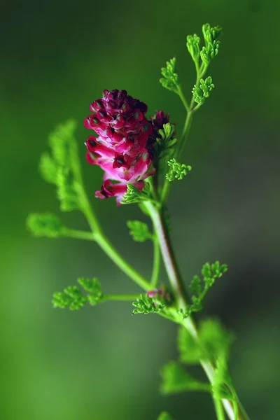 Flores naturales y silvestres - Fumaria densiflora. — Foto Stock