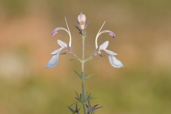 Flores naturales y silvestres - Teucrium pseudochamaepit. — Foto Stock