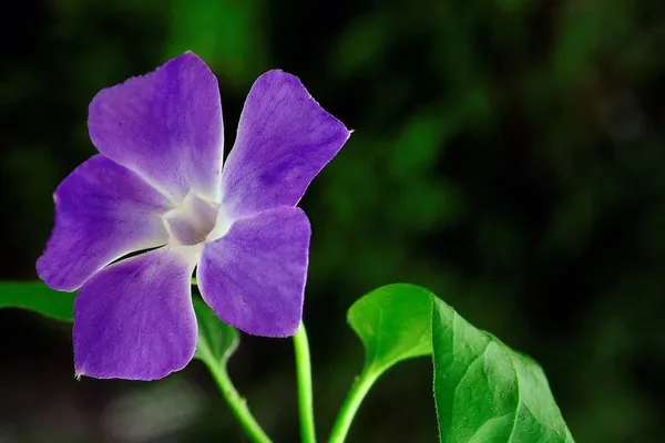 Flores naturales y silvestres - Vinca major. — Foto de Stock