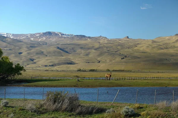 Laguna Nimez, dans le lac Argentino, à côté d'El Calafate en Patagonie argentine. — Photo