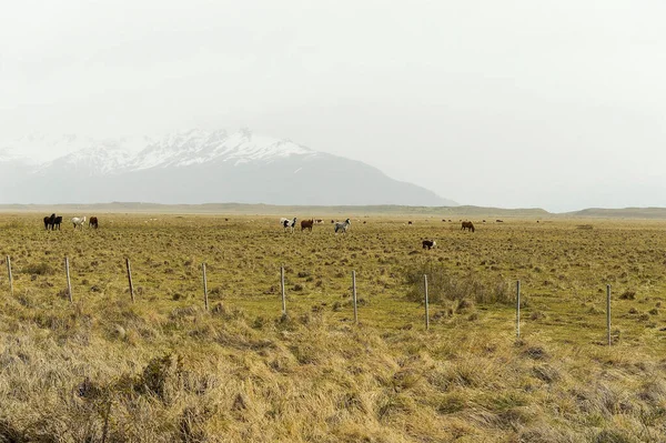 Úzké stepi, travinné porosty a pouště Argentinské Patagonie — Stock fotografie