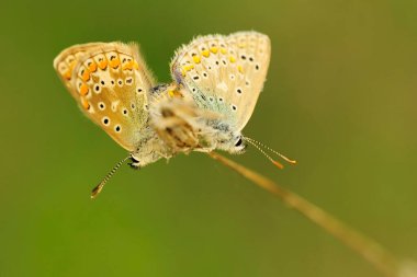 Çiçeğin üzerine tünemiş gün kelebeği, Polyommatus celina