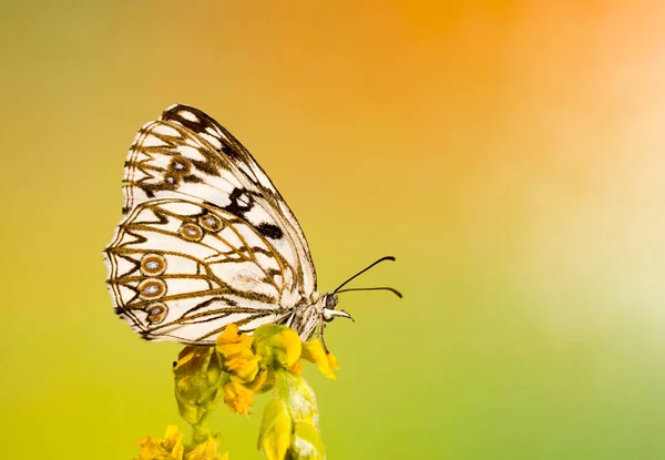 Dia borboleta empoleirada em flor, Melanargia occitanica — Fotografia de Stock