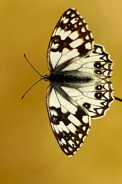 День бабочка сидит на цветок, Melanargia occitanica — стоковое фото