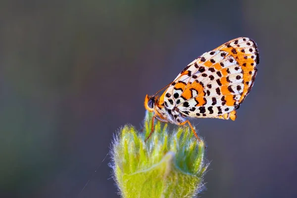 Jour papillon perché sur la fleur, Melitaea aetherie — Photo