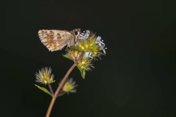 Papillon de jour perché sur la fleur, Muschampia proto. — Photo