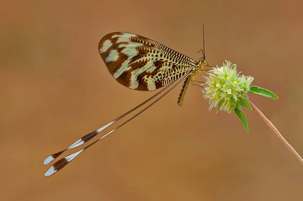 Neuropteron 이 꽃 위에 앉아 있습니다 . Nemoptera bipennis. 자연적 배경. — 스톡 사진