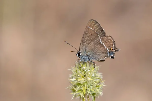 Papillon de jour perché sur la fleur. Neozephyrus quercus. — Photo