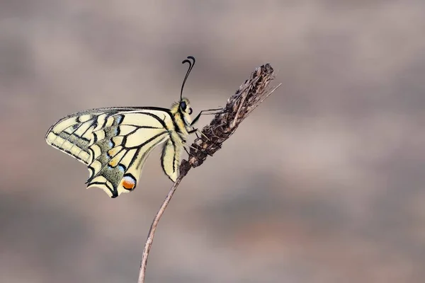 Day butterfly perched on flower, Papilio machaon - Linnaeus — Stock Photo, Image