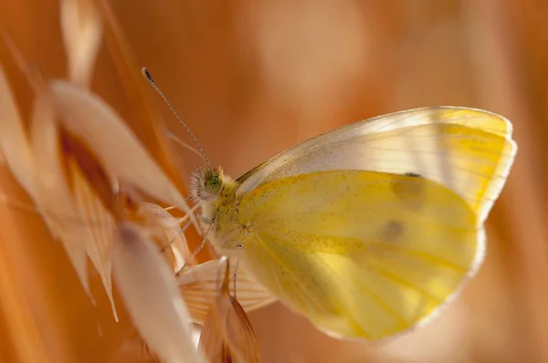 花に蝶が咲く日ピエリス・ラパエ — ストック写真