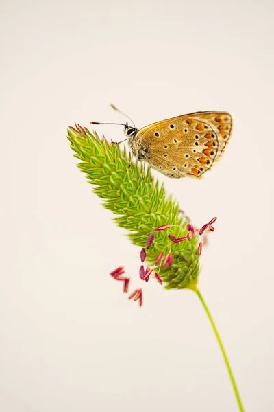 Papillon de jour perché sur la fleur, Polymmatus Celina — Photo