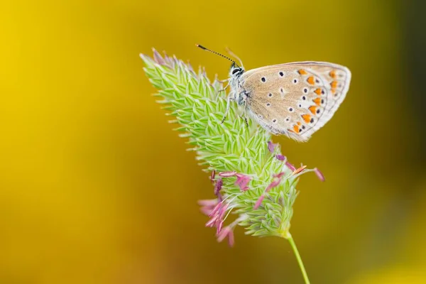Día de la mariposa encaramado en la flor, Polymmatus Celina — Foto de Stock