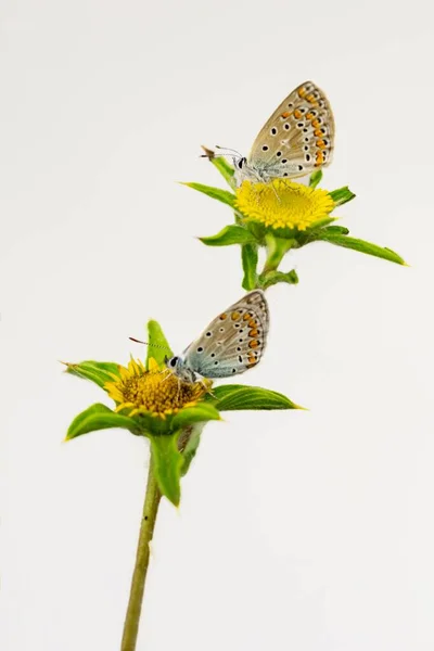 Papillon de jour perché sur la fleur, Polymmatus Celina — Photo