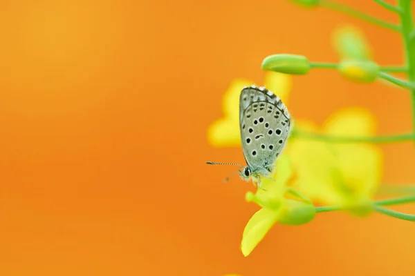 Borboleta dia empoleirado em flor, Polyommatus nivescens — Fotografia de Stock