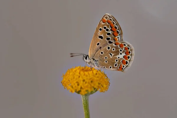 Day butterfly perched on flower, Polyommatus celina — Stock Photo, Image