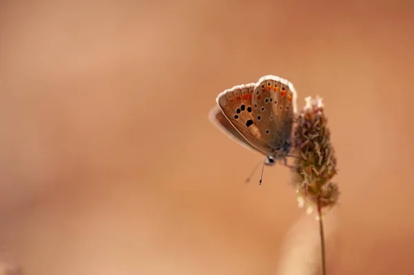 Papillon de jour perché sur la fleur, Polyommatus nivescens — Photo