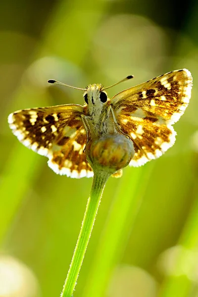 Day butterfly perched on flower, Pyrgus alveus. — Stock Photo, Image