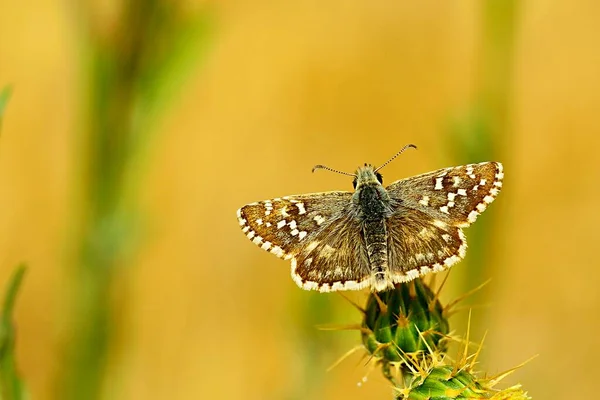 Çiçeğe tünemiş gün kelebeği, Pyrgus maloidleri. — Stok fotoğraf