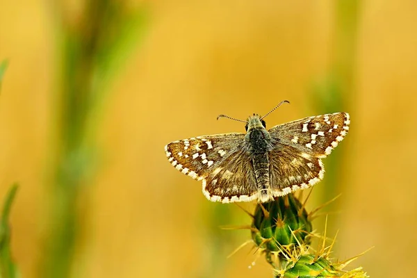 Papillon de jour perché sur fleur, Pyrgus malvoides. — Photo