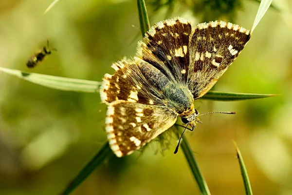 Papillon de jour perché sur la fleur, Syrichtus proto — Photo
