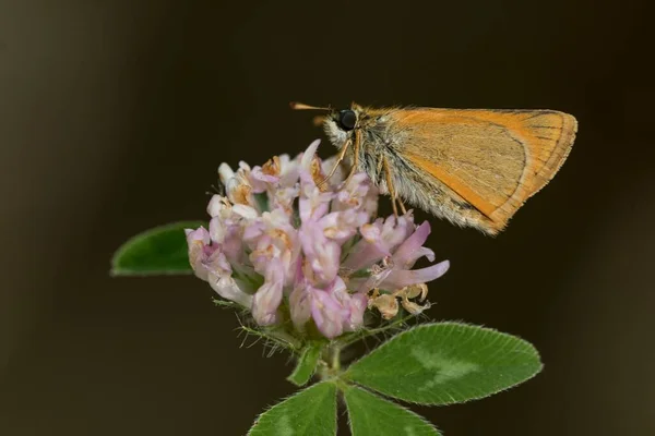 Papillon de jour perché sur la fleur, hymelicus lineola — Photo
