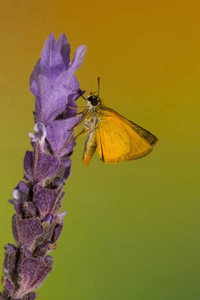 Papillon de jour perché sur la fleur, Thymelicus sylvestris — Photo