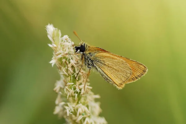 Motyl dzienny siedzący na kwiecie, Thymelicus sylvestris — Zdjęcie stockowe
