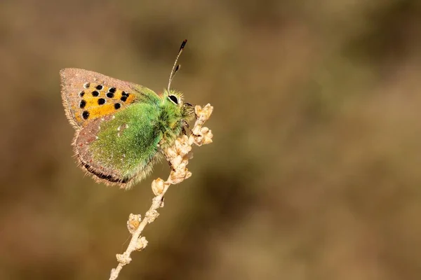 Jour papillon perché sur fleur, Tomares ballus — Photo