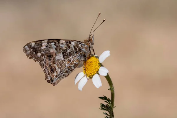 Day butterfly perched on flower, Vanessa cardui. — Stock Photo, Image