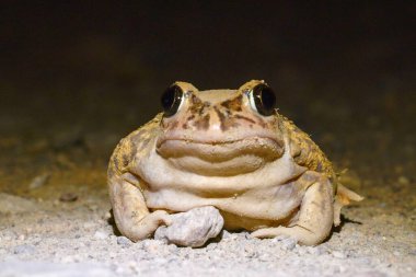 Sıradan kurbağa ya da Avrupa kurbağası, Bufonidae familyasından bir kurbağa türü..