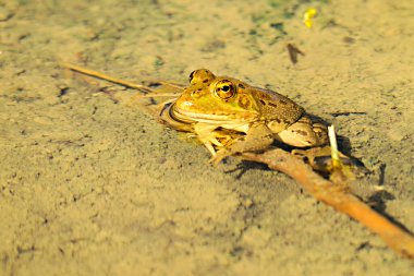 Su ortamında yaygın bir kurbağa.