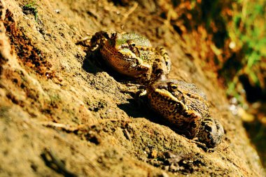 Su ortamında yaygın bir kurbağa.