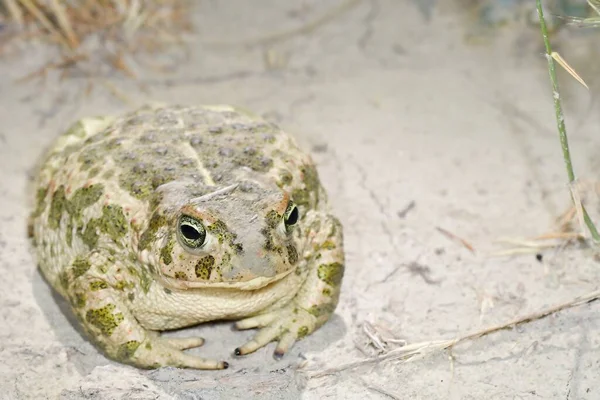 Обыкновенная жаба или европейская жаба, вид лягушки из семейства Bufonidae. — стоковое фото