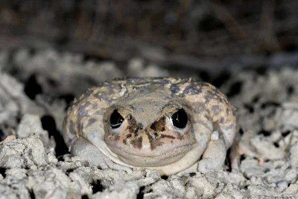 Sapo-comum ou sapo-europeu, uma espécie de anfíbio da família Bufonidae. — Fotografia de Stock