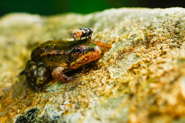 Grenouille commune, dans son milieu aquatique — Photo