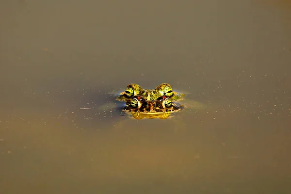 Common frog, in its aquatic environment — Stock Photo, Image