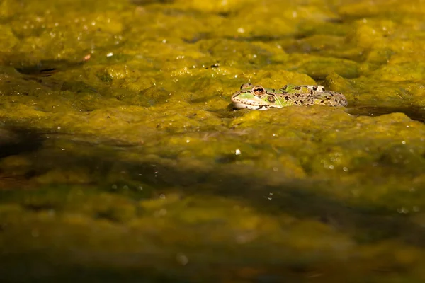 共通のカエルは、その水環境では — ストック写真